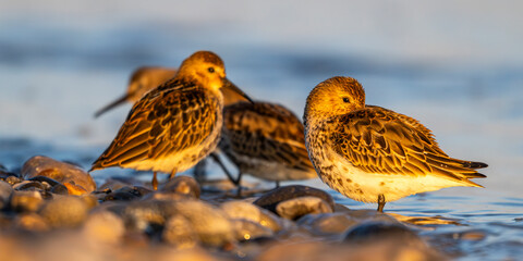 Bécasseau variable (Calidris alpina)