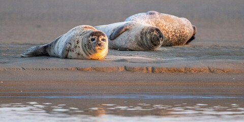 Phoques gris et phoques veau-marin à Berck-sur-mer © Alonbou