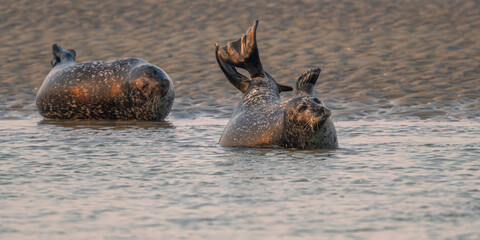 Phoques gris et phoques veau-marin à Berck-sur-mer © Alonbou