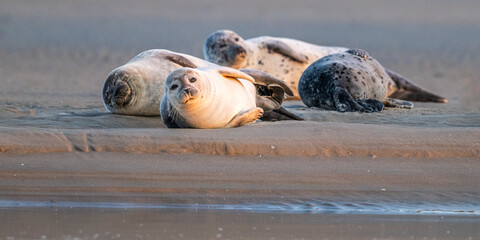 Phoques gris et phoques veau-marin à Berck-sur-mer © Alonbou