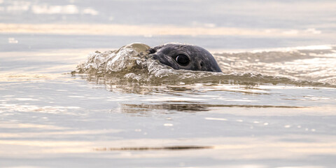 Phoques gris et phoques veau-marin à Berck-sur-mer © Alonbou