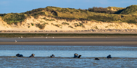 Phoques gris et phoques veau-marin à Berck-sur-mer © Alonbou