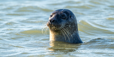 Phoques gris et phoques veau-marin à Berck-sur-mer © Alonbou