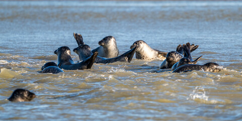 Phoques gris et phoques veau-marin à Berck-sur-mer © Alonbou