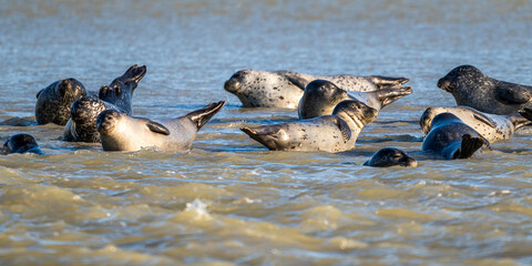 Phoques gris et phoques veau-marin à Berck-sur-mer © Alonbou