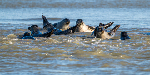 Phoques gris et phoques veau-marin &agrave; Berck-sur-mer