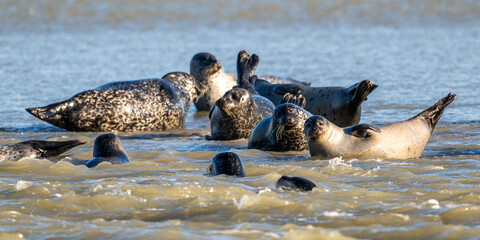 Phoques gris et phoques veau-marin à Berck-sur-mer © Alonbou