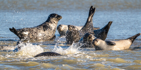 Phoques gris et phoques veau-marin à Berck-sur-mer © Alonbou