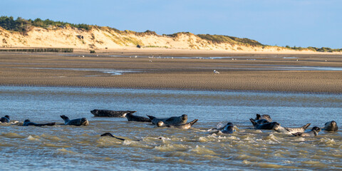Phoques gris et phoques veau-marin &agrave; Berck-sur-mer