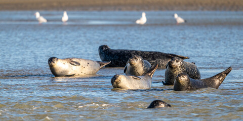 Phoques gris et phoques veau-marin à Berck-sur-mer © Alonbou