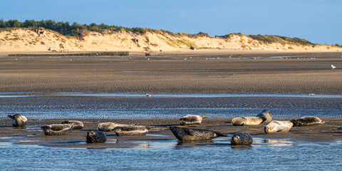 Phoques gris et phoques veau-marin à Berck-sur-mer © Alonbou