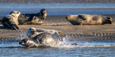 Phoques gris et phoques veau-marin à Berck-sur-mer © Alonbou