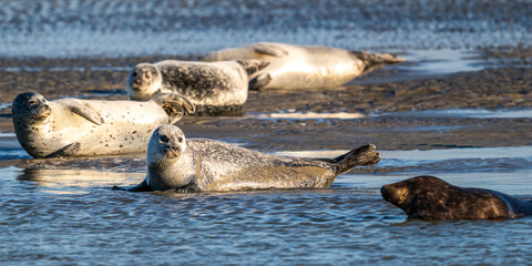 Phoques gris et phoques veau-marin à Berck-sur-mer © Alonbou