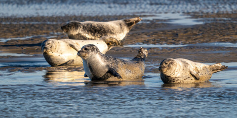 Phoques gris et phoques veau-marin à Berck-sur-mer © Alonbou