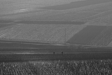 travaux de la vigne en hiver, taille du vignoble, ceps, Aloxe Corton, célèbre vin de Côte d'Or de Bourgogne, ouvriers viticoles, vigneron