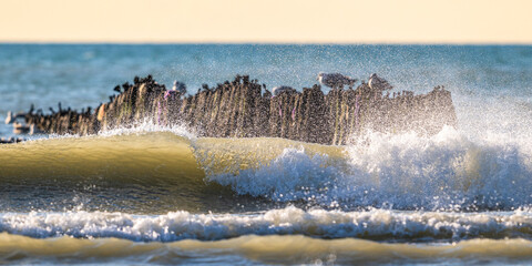 Vague et bouchots