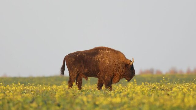 Mammals - wild nature European bison ( Bison bonasus ) Wisent bull standing on the autumn field sundown North Eastern part of Poland, Europe Knyszynska Primeval Forest