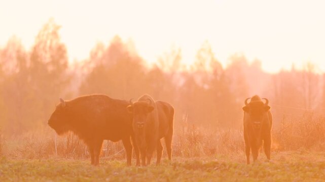 Mammals - wild nature European bison ( Bison bonasus ) Wisent herd standing on the autumn field sundown North Eastern part of Poland, Europe Knyszynska Primeval Forest