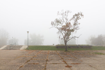 Foggy November morning in a park in Belgrade