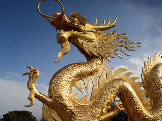 Obraz premium gold dragon