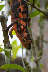 chameleons are gems of nature - here an endangered species of Madagascar in its natural environment