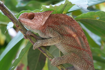 chameleons are gems of nature - here an endangered species of Madagascar in its natural environment