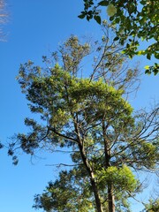 trees and sky