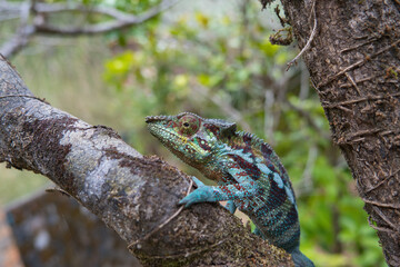 chameleons are gems of nature - here an endangered species of Madagascar in its natural environment