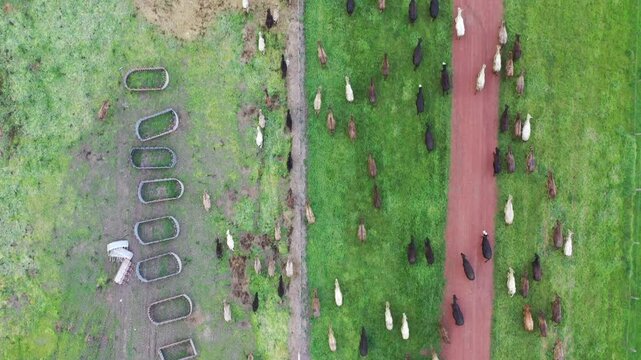 herding cows with a motorbike on a farm. mustering cattle on a ranch