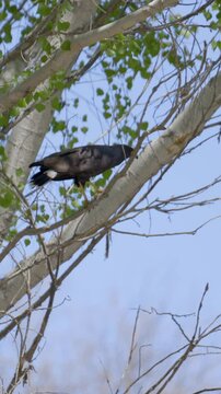 Common Blackhawk Falling Out of a Tree