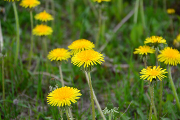 a close up of a field with yellow dandelions 
