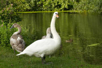 Mother swan with cygnets, swan with cygnets in the grass, swans in the meadow, white birds in the background a river, elegant birds