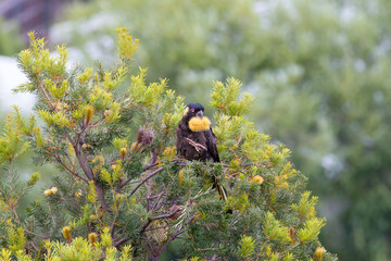 yellow-tailed black cokatoo eating a banksia flower in tasmania, Australia