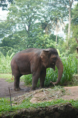 Fototapeta premium an elephant at the zoo