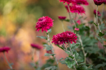 Red Chrysanthemum flowers in full bloom