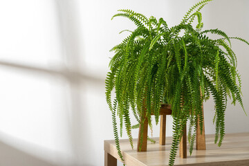Indoor plants Nephrolepis in green pot on the table near the sunny window. Indoor gardening, botany hobby.