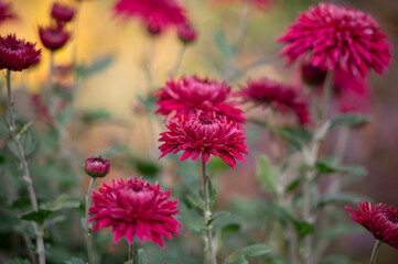 Beautiful red chrysanthemum in the garden	