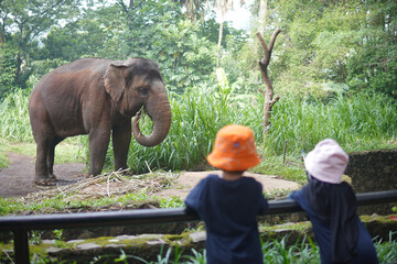 the kids seeing an elephant