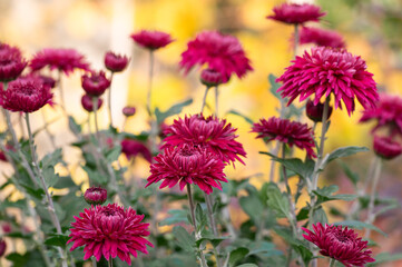 red chrysanthemum flower with water drops on the petals