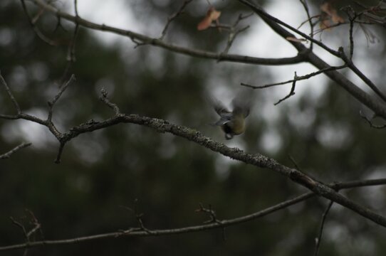 Talgoxe caught flying of a branch