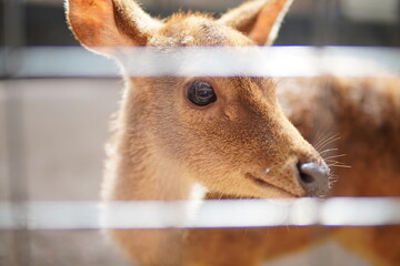 a cute fawn at the zoo