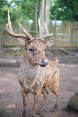 hornet deer at the zoo