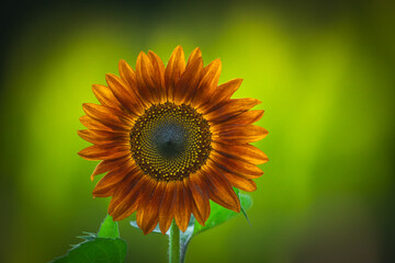 Garden in summer, amazing red and yellow sunflower close-up, Floral Pattern for Nature-Themed...