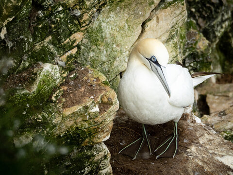 Bird on cliff