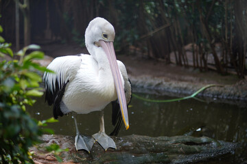 a pelican at the zoo
