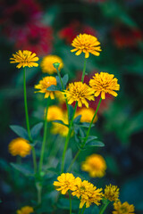Summer garden yellow flowers wallpaper Heliopsis helianthoides is a species of flowering plant in the family Asteraceae, known by the common names smooth oxeye and false sunflower Inspired Wallpaper