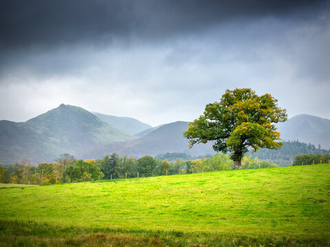 tree in the field