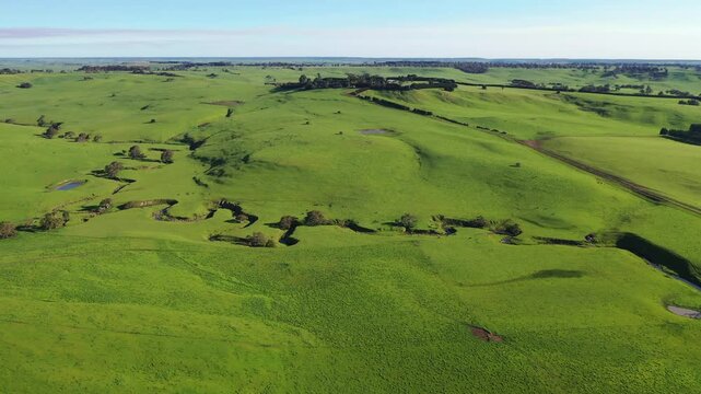 farmer herding cows in a field, Angus, wagyu, Murray grey, Dairy and beef Cows and Bulls grazing on grass and pasture in a field. organic and free range, being grown on a farm in tasmania Australia.