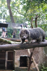 a binturong at the zoo