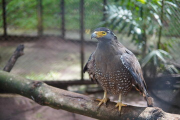 an eagle on the tree